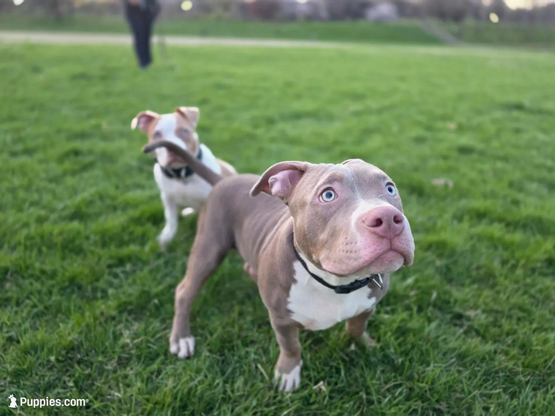 Tug, a male American Bully for sale in Baltimore Highlands, MD – Photo 4 of 9