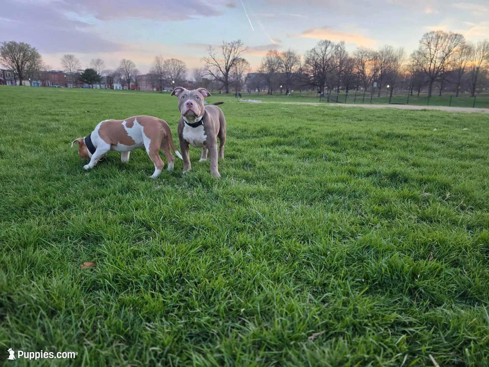 Tug, a male American Bully for sale in Baltimore Highlands, MD – Photo 7 of 9