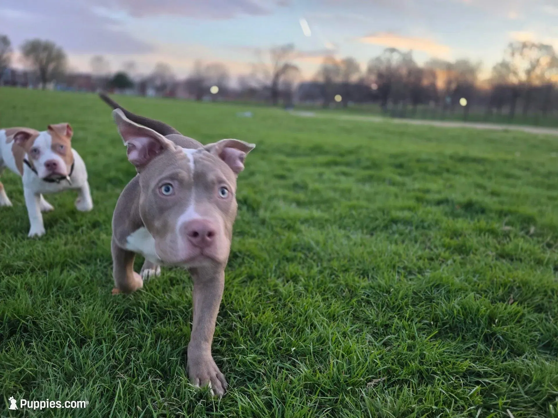 Tug, a male American Bully for sale in Baltimore Highlands, MD – Photo 6 of 9