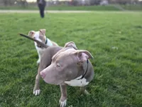 Tug, a male American Bully for sale in Baltimore Highlands, MD – Photo 3 of 9