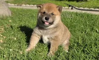 Hazel, a female Shiba Inu for sale in Los Angeles, CA – Photo 4 of 4