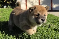 Hazel, a female Shiba Inu for sale in Los Angeles, CA – Photo 2 of 4