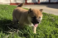 French Toast, a female Shiba Inu for sale in Los Angeles, CA – Photo 3 of 5
