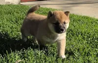 French Toast, a female Shiba Inu for sale in Los Angeles, CA – Photo 5 of 5