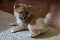 French Toast, a female Shiba Inu for sale in Los Angeles, CA – Photo 2 of 5