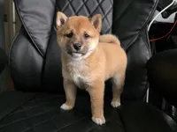 French Toast, a female Shiba Inu for sale in Los Angeles, CA – Photo 1 of 5