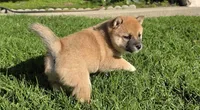 French Toast, a female Shiba Inu for sale in Los Angeles, CA – Photo 4 of 5