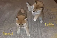 Taffy, a female Shiba Inu for sale in Los Angeles, CA – Photo 5 of 5