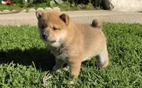 Taffy, a female Shiba Inu for sale in Los Angeles, CA – Photo 4 of 5