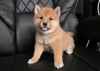 Taffy, a female Shiba Inu for sale in Los Angeles, CA – Photo 1 of 5