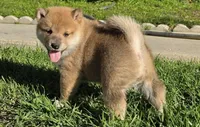 Taffy, a female Shiba Inu for sale in Los Angeles, CA – Photo 2 of 5