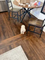 Cash, a male Maltipoo for sale in Dallas, TX – 3 of 4