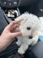 Cash, a male Maltipoo for sale in Dallas, TX – 2 of 4