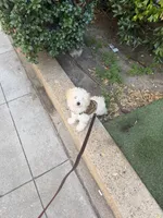 Cash, a male Maltipoo for sale in Dallas, TX – 4 of 4