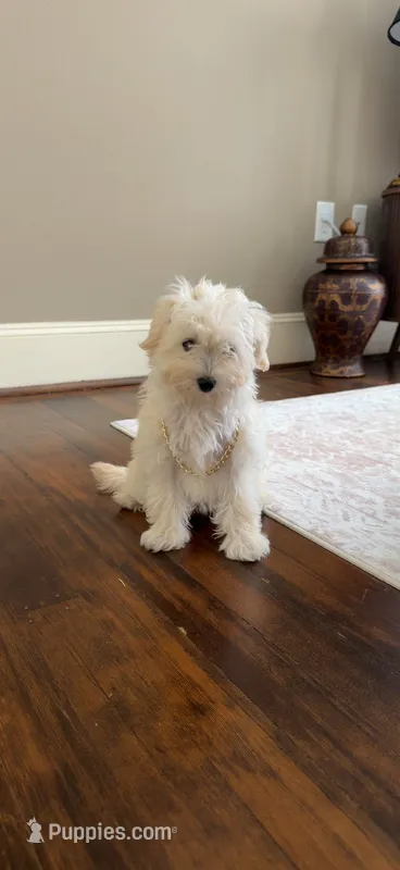 Cash – Maltipoo puppy for sale in Dallas, TX