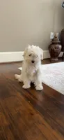Cash, a male Maltipoo for sale in Dallas, TX – 1 of 4