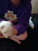 Butterscotch Sundae , a female Dalmatian and Great Pyrenees for sale in Westfield, IL – Photo 2 of 9