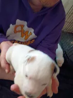 Butterscotch Sundae , a female Dalmatian and Great Pyrenees for sale in Westfield, IL – Photo 7 of 9