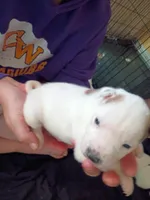 Butterscotch Sundae , a female Dalmatian and Great Pyrenees for sale in Westfield, IL – Photo 3 of 9