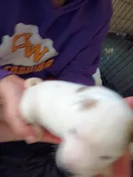 Butterscotch Sundae , a female Dalmatian and Great Pyrenees for sale in Westfield, IL – Photo 5 of 9