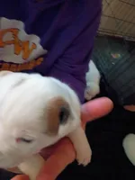 Butterscotch Sundae , a female Dalmatian and Great Pyrenees for sale in Westfield, IL – Photo 8 of 9