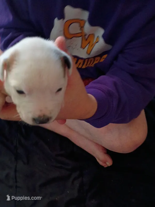 Butterscotch Sundae  – Dalmatian, Great Pyrenees puppy for sale in Westfield, IL