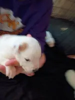 Butterscotch Sundae , a female Dalmatian and Great Pyrenees for sale in Westfield, IL – Photo 4 of 9