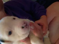 Spec, a female Dalmatian and Great Pyrenees for sale in Westfield, IL – Photo 5 of 9