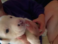 Spec, a female Dalmatian and Great Pyrenees for sale in Westfield, IL – Photo 6 of 9