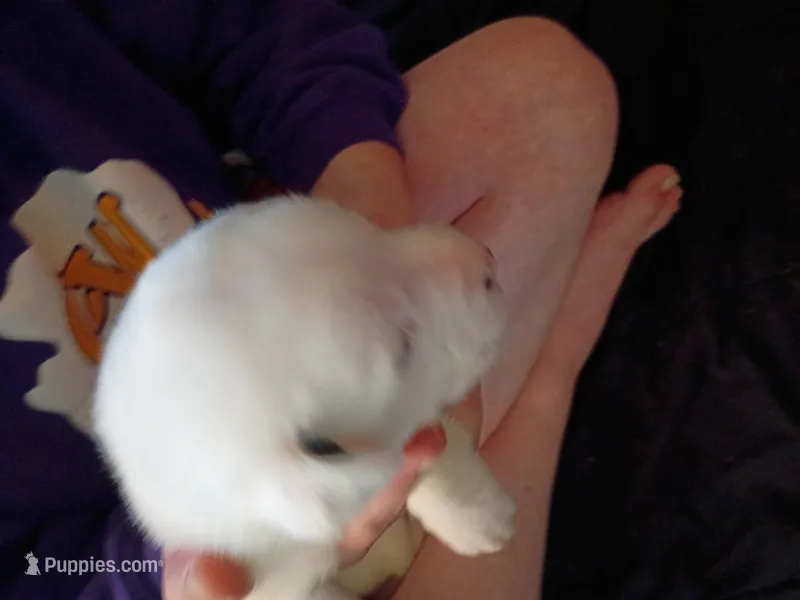 Spec – Dalmatian, Great Pyrenees puppy for sale in Westfield, IL