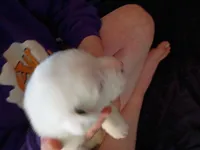 Spec, a female Dalmatian and Great Pyrenees for sale in Westfield, IL – Photo 1 of 9