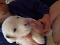 Spec, a female Dalmatian and Great Pyrenees for sale in Westfield, IL – Photo 7 of 9