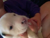 Spec, a female Dalmatian and Great Pyrenees for sale in Westfield, IL – Photo 4 of 9