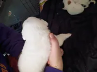 Spec, a female Dalmatian and Great Pyrenees for sale in Westfield, IL – Photo 9 of 9