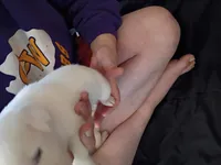 Spec, a female Dalmatian and Great Pyrenees for sale in Westfield, IL – Photo 8 of 9