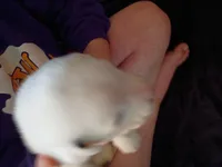 Spec, a female Dalmatian and Great Pyrenees for sale in Westfield, IL – Photo 2 of 9