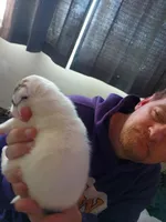 Medusa, a female Dalmatian and Great Pyrenees for sale in Westfield, IL – Photo 5 of 10