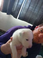 Medusa, a female Dalmatian and Great Pyrenees for sale in Westfield, IL – Photo 6 of 10