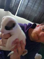 Medusa, a female Dalmatian and Great Pyrenees for sale in Westfield, IL – Photo 2 of 10