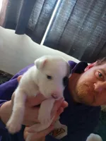 Medusa, a female Dalmatian and Great Pyrenees for sale in Westfield, IL – Photo 10 of 10