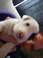 Medusa, a female Dalmatian and Great Pyrenees for sale in Westfield, IL – Photo 1 of 10