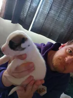 Medusa, a female Dalmatian and Great Pyrenees for sale in Westfield, IL – Photo 7 of 10