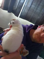 Medusa, a female Dalmatian and Great Pyrenees for sale in Westfield, IL – Photo 3 of 10