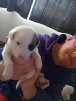 Medusa, a female Dalmatian and Great Pyrenees for sale in Westfield, IL – Photo 9 of 10