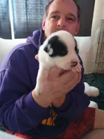 Zeus, a male Dalmatian and Great Pyrenees for sale in Westfield, IL – Photo 7 of 10