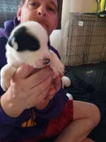 Zeus, a male Dalmatian and Great Pyrenees for sale in Westfield, IL – Photo 6 of 10