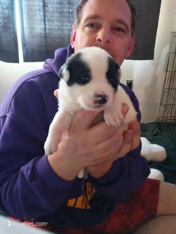 Zeus – Dalmatian, Great Pyrenees puppy for sale in Westfield, IL