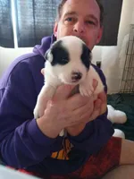 Zeus, a male Dalmatian and Great Pyrenees for sale in Westfield, IL – Photo 1 of 10