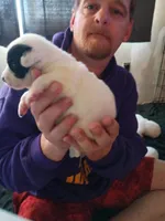 Zeus, a male Dalmatian and Great Pyrenees for sale in Westfield, IL – Photo 8 of 10