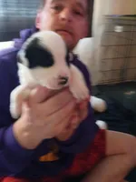 Zeus, a male Dalmatian and Great Pyrenees for sale in Westfield, IL – Photo 10 of 10